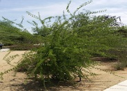 Celtis reticulata