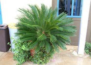 Cycas revoluta