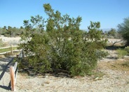 Larrea tridentata