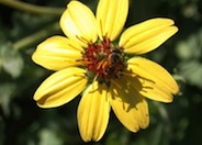 Chocolate Flower