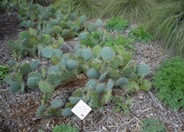 Sprawling Prickly Pear