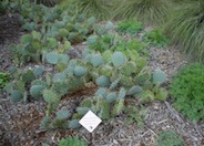 Opuntia phaeacantha