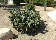 Opuntia microdasys