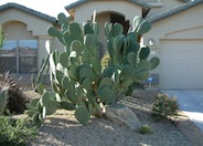Opuntia ficus-indica