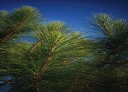 Pinus roxburghii