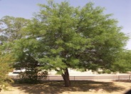 Prosopis alba