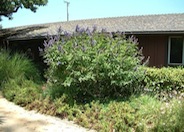 Chaste Tree