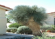 Yucca elata