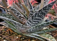 Aloe variegata