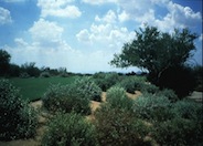 Ambrosia deltoidea