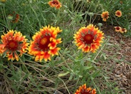Gaillardia aristata