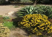 Ericameria laricifolia