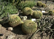 Echinocactus grusonii