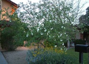 Cordia boissieri