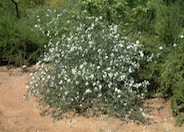 Cordia parvifolia