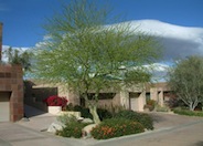 Parkinsonia praecox