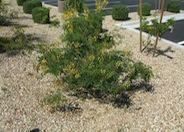 Caesalpinia mexicana