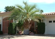 Butia capitata