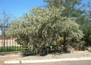 Leather-Leaf  Acacia