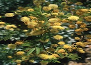 Acacia berlandieri