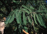 Acacia pennatula