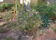 Ruellia brittoniana