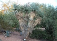 Yucca rigida