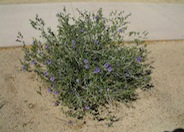 Ruellia peninsularis