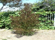 Purple Hopseed Bush