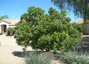 Sophora secundiflora