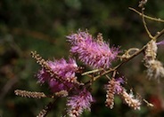 Mimosa dysocarpa