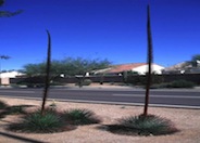 Agave geminiflora