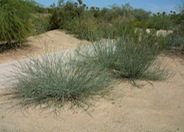 Asclepias subulata