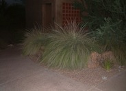 Muhlenbergia dumosa