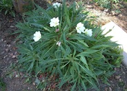 Oenothera caespitosa