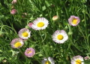 Erigeron divergens