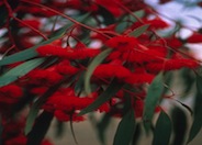 Eucalyptus leucoxylon 'Rosea'