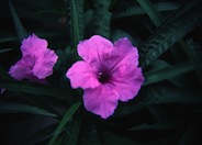 Ruellia brittoniana 'Katie'