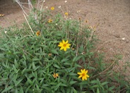 Rough Daisy Devil's River