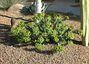 Euphorbia rigida