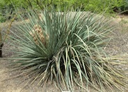 Yucca baccata