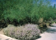 Silver Cloud Silverleaf