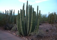 Stenocereus thurberi