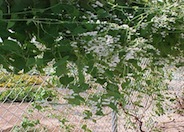 Antigonon leptopus 'Alba'