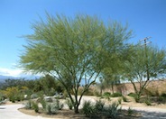 Parkinsonia 'Desert  Museum'