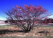 Cercis mexicana