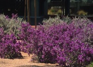Leucophyllum candidum 'Thunder Cloud'