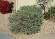 Leucophyllum frutescens 'White Cloud'