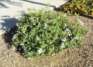 Plumbago scandens 'Summer Snow'