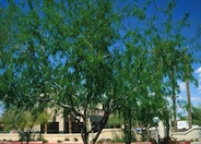 Prosopis glandulosa 'Maverick'